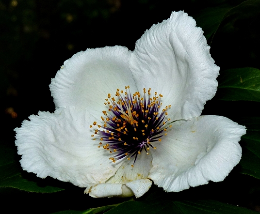 {Stewartia ovata}